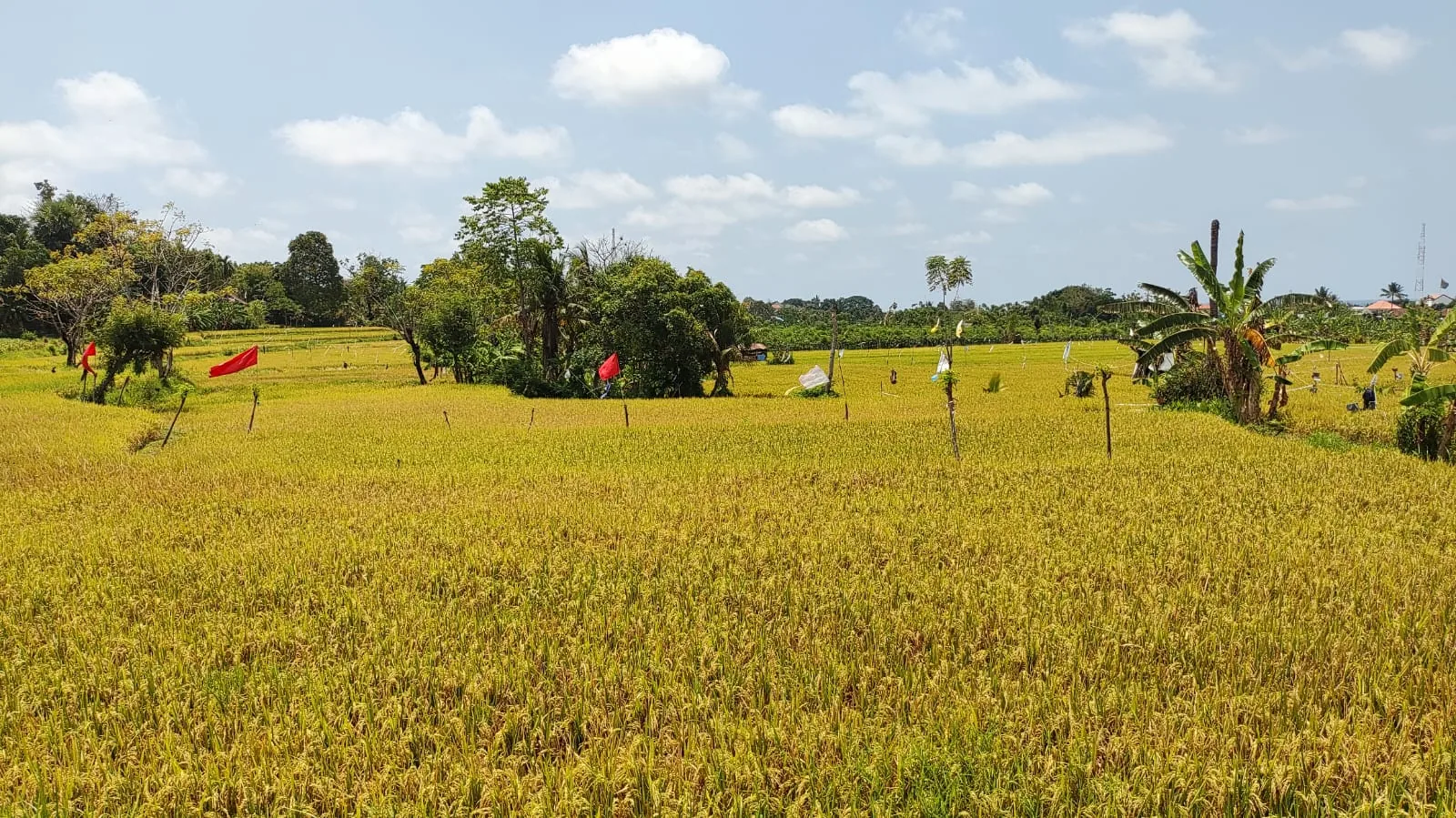 Hamparan sawah hijau