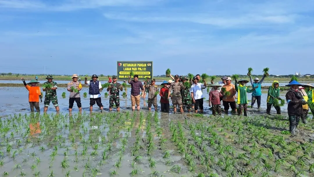 Kegiatan pendampingan budidaya padi