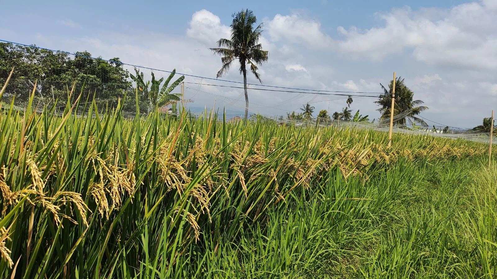Tanaman padi di sawah