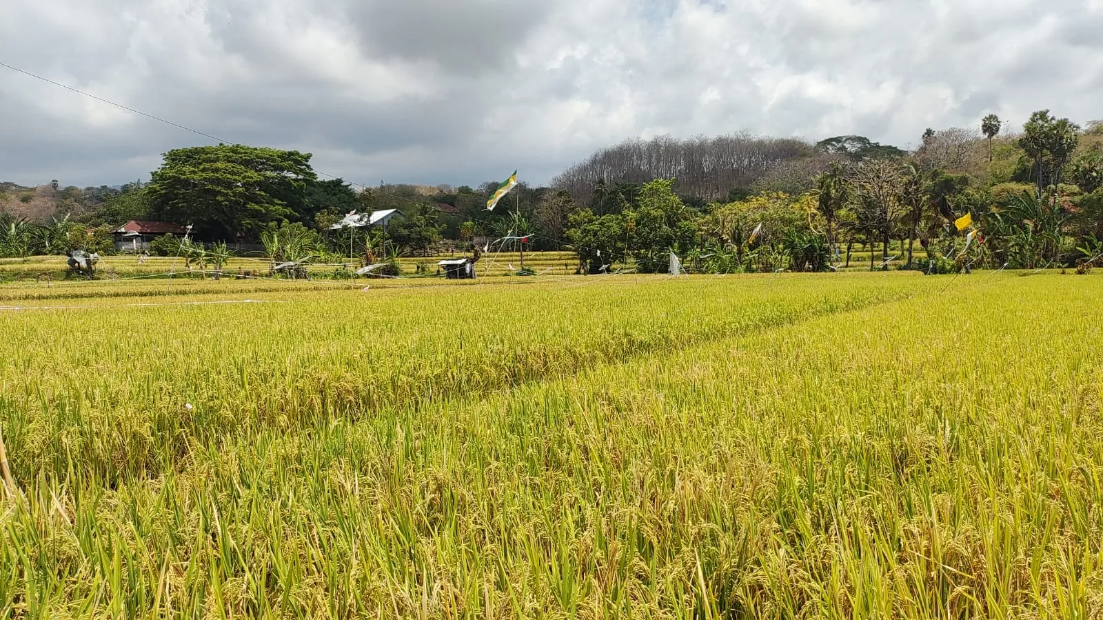 Hamparan sawah hijau sebagai latar ajakan kemitraan